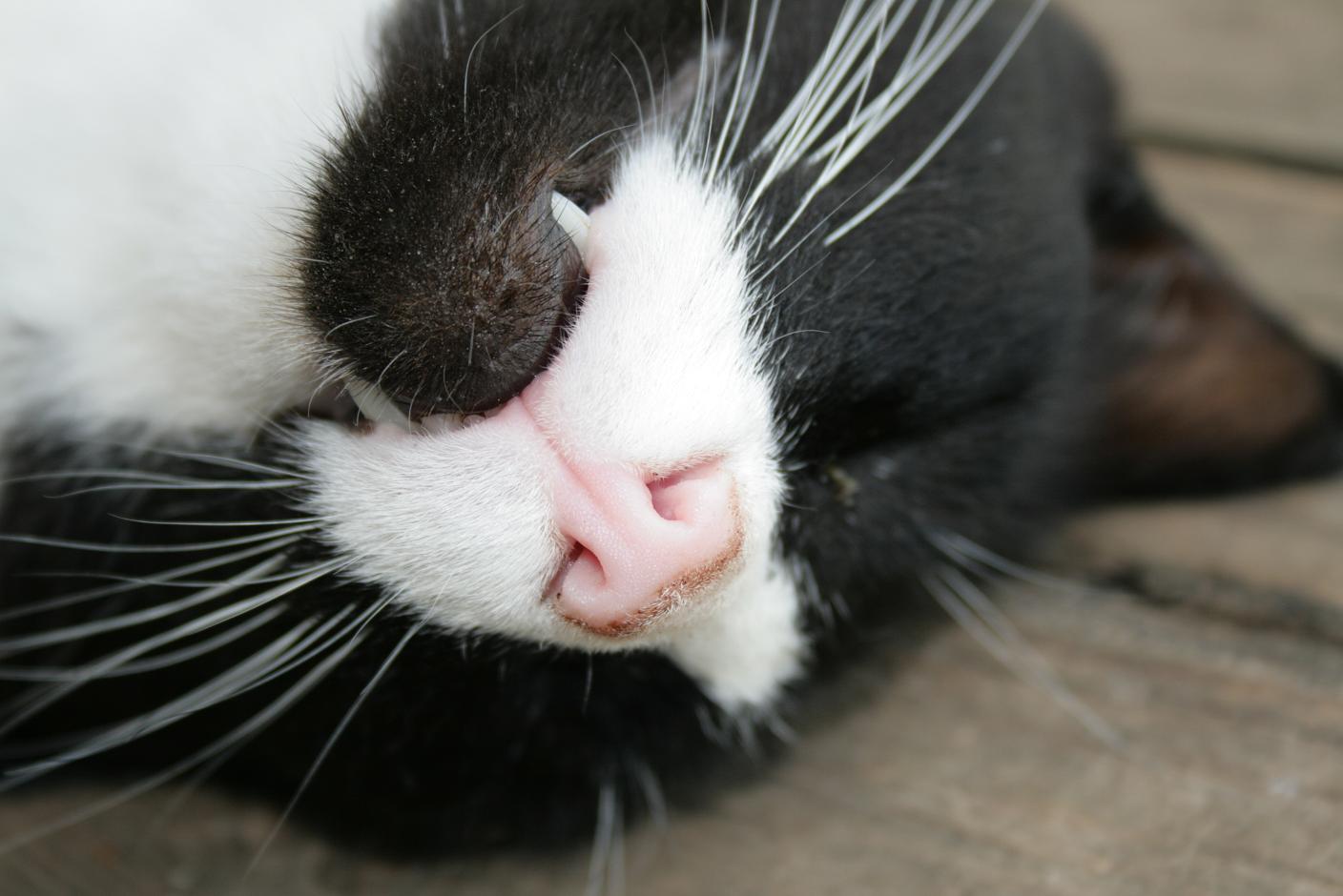 ...magas hambad irevil