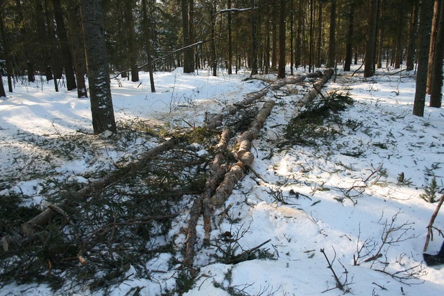 Tööpõld oli metsas lai