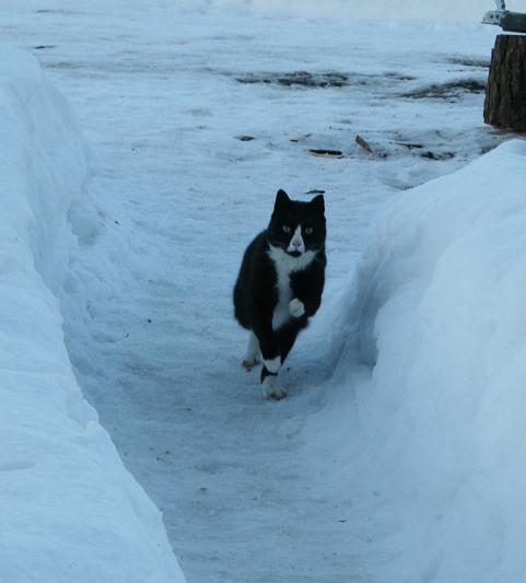 Korsaar galopeeris köögi poole...