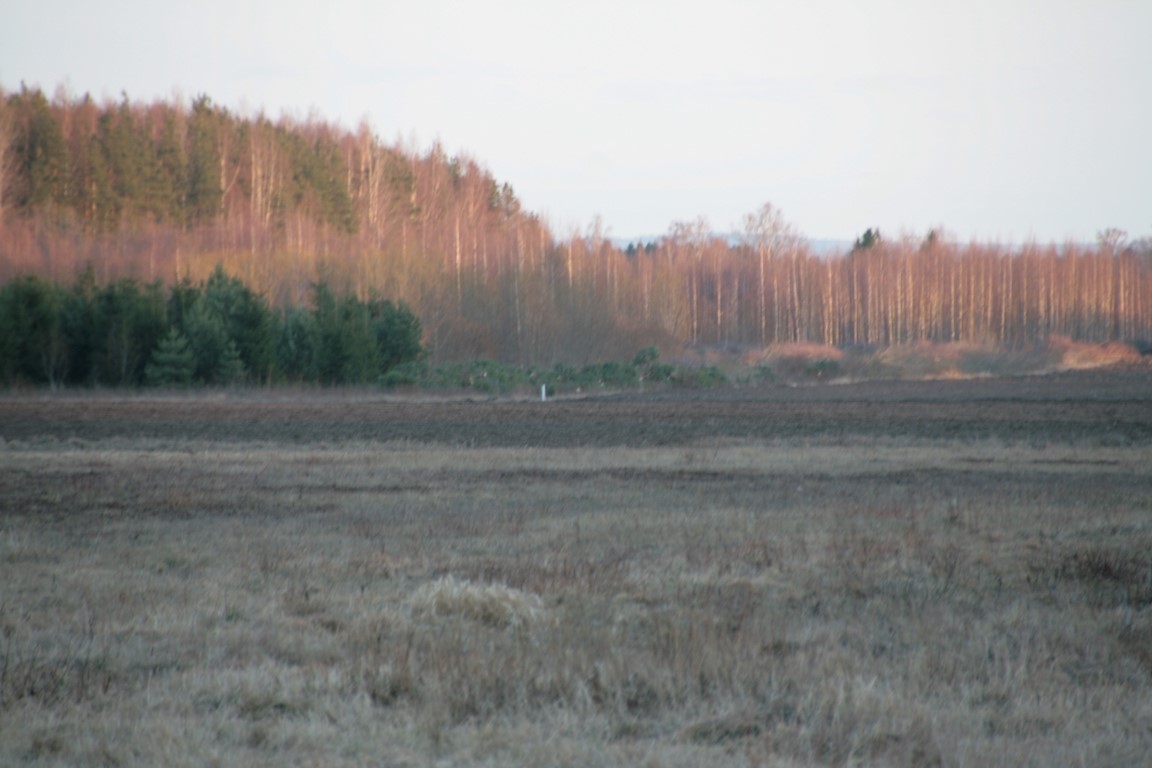 Varulennuvälja kuusemetsast on 10m laiune riba juba maha võetud